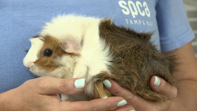 SPCA Tampa Bay to waive adoption fees for livestock, pocket pets