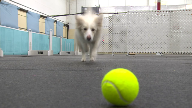 St. Petersburg club has been training dogs for over 25 years