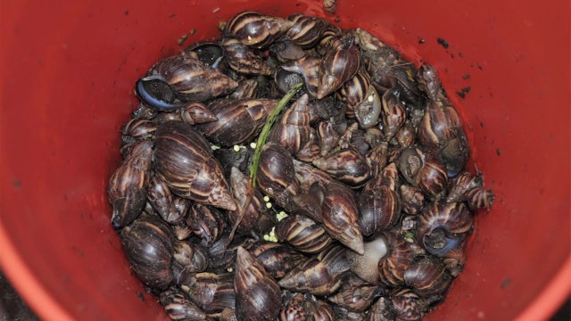 State agriculture officials continue work eradicating invasive snails in Pasco County