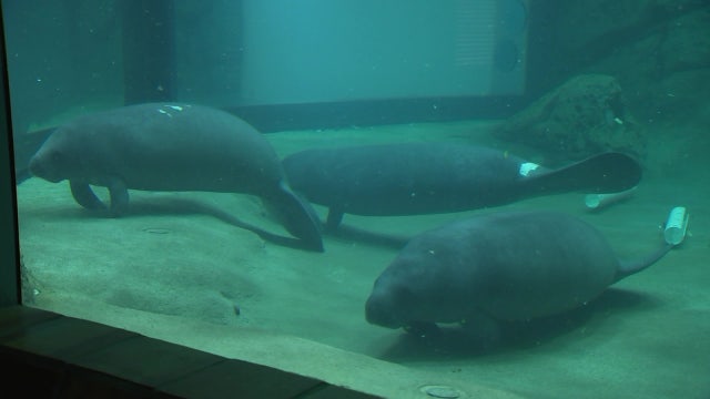 Bishop Museum gets $547k grant to expand manatee rehabilitation