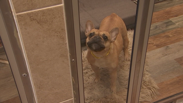 Pet product industry booms, high-end brands and pet hotels