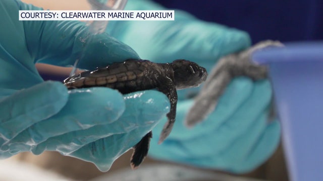 More than 50 sea turtles rescued after getting stranded due to artificial lights