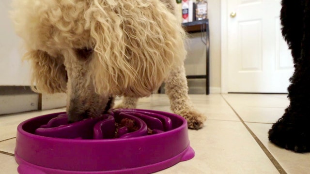 Made in Tampa Bay: Chef starts healthy dog food company during pandemic