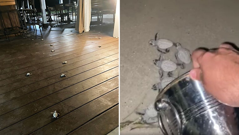 Photo: Sea turtle hatchlings seen heading in wrong direction across closed restaurant get rescued by Key West officer.