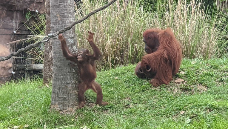 Photo: Young orangutan grabs rope as mother orangutan watches