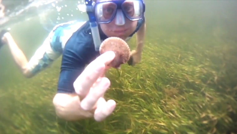 Photo: Person holds scallop during dive in Pasco County waters.
