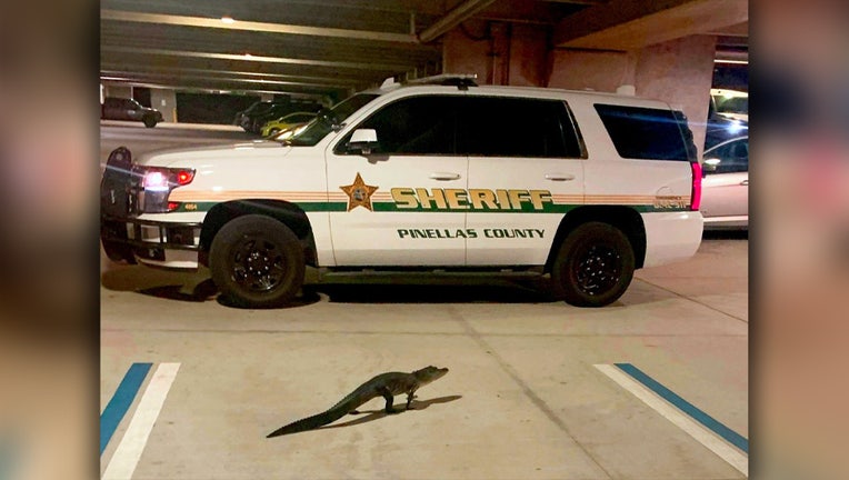 Photo: Small alligator seen in the Pinellas County Sheriff's Office administration building garage in Largo, Florida.
