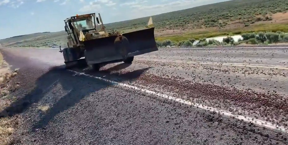 Watch: Endless sea of crickets overrun Idaho highway | FOX 13