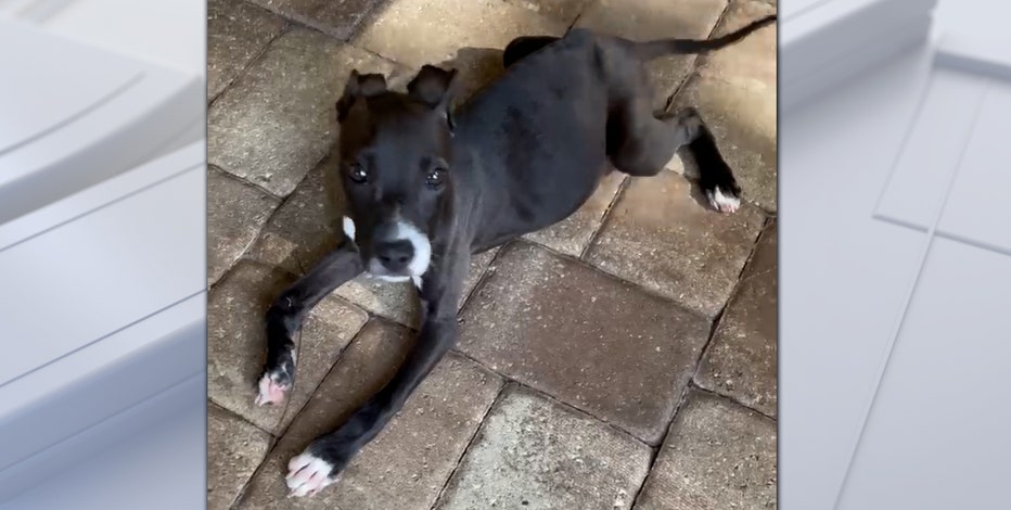 bow legged pitbull puppy