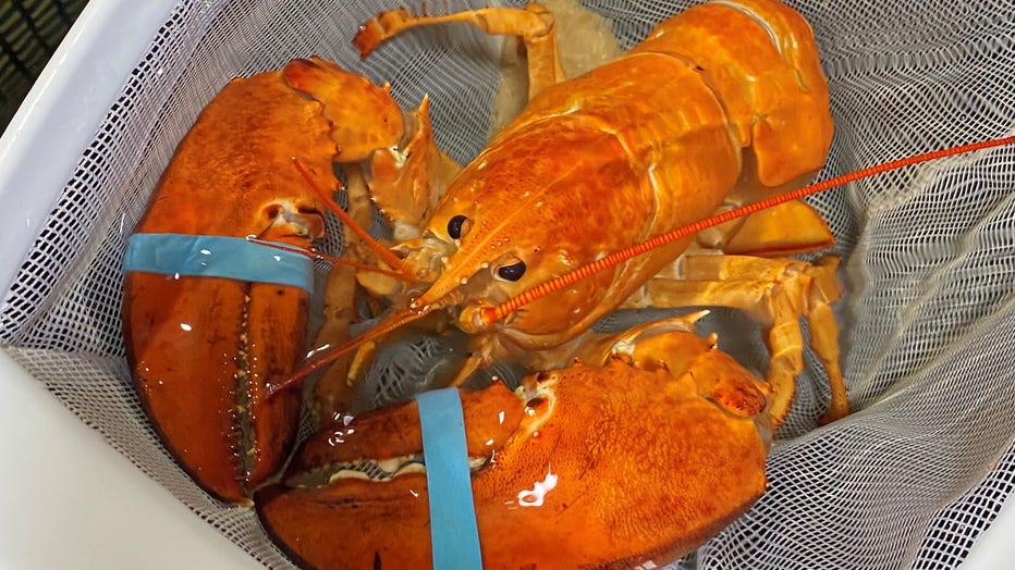 Photo: Cheddar the orange lobster found at a Red Lobster in Florida.