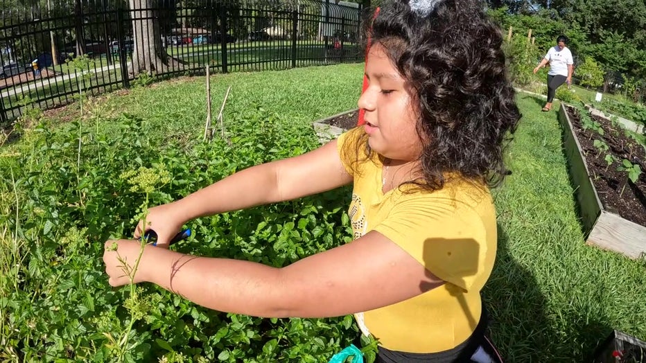 Girl working in the University Area Community Garden.