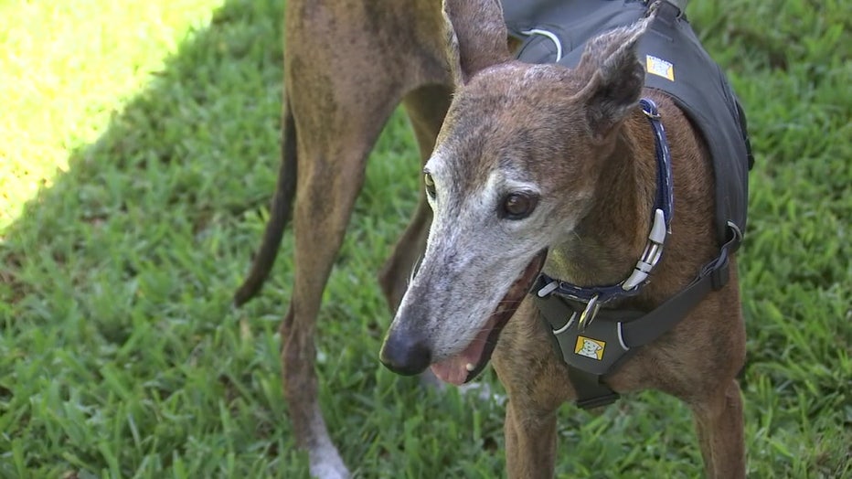 galgo español en el extranjero