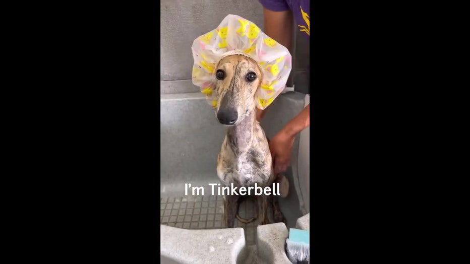 Spanish greyhound with bathing cap in bath tub.