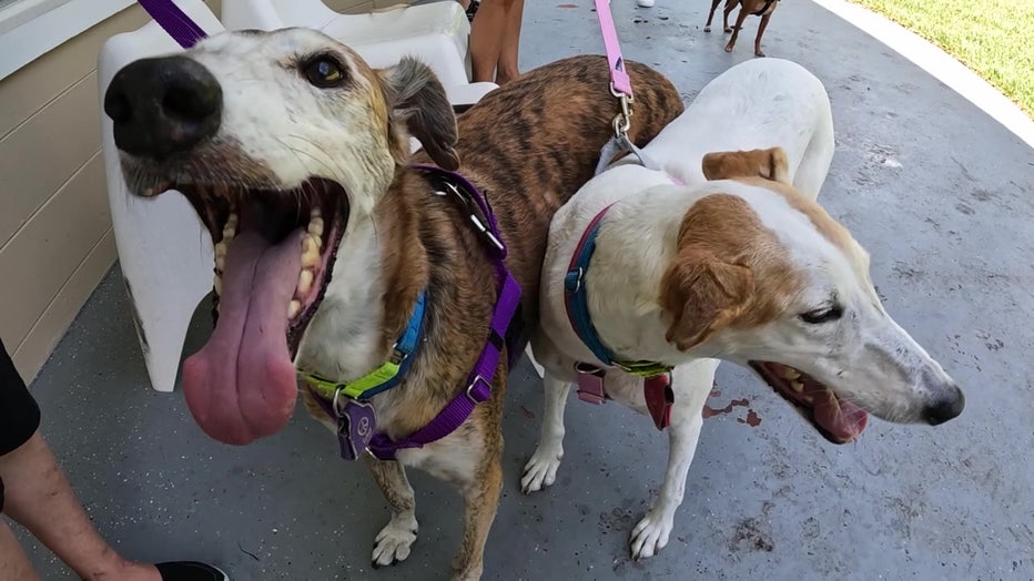 Two Spanish greyhounds on leash.
