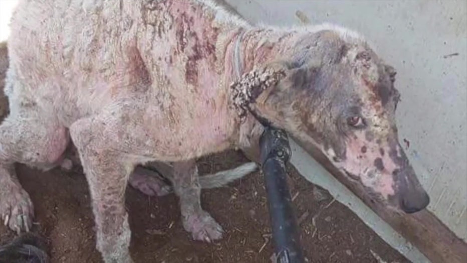 Abused Spanish greyhound.