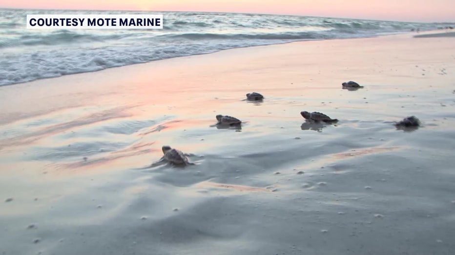 Sea turtles going into the water.