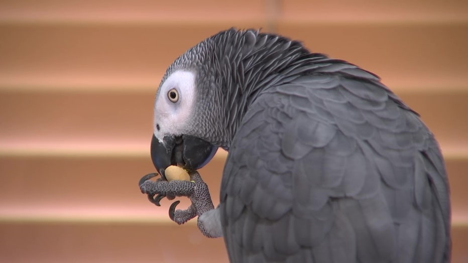 African grey bird sales shop