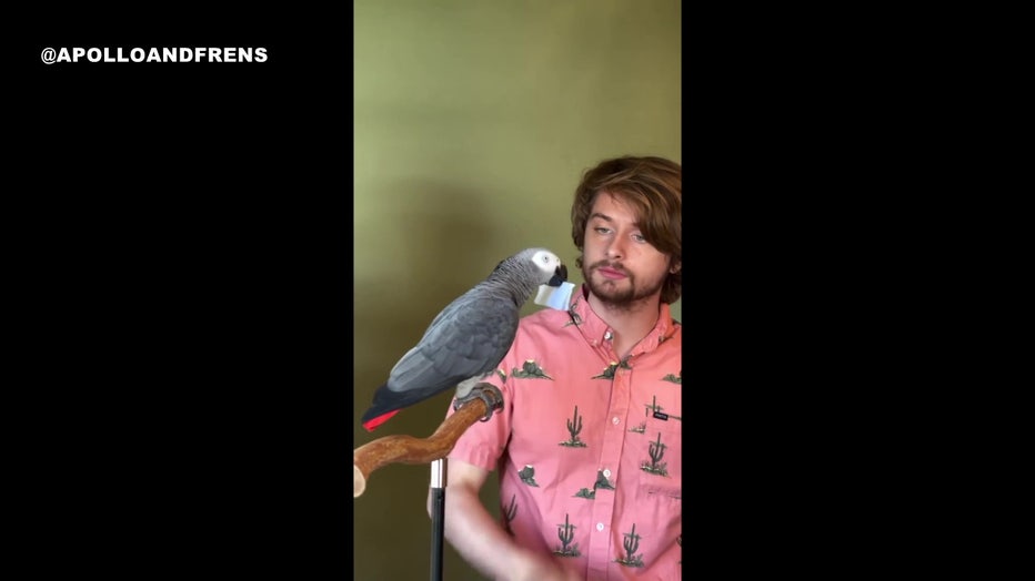 Apollo the bird sits on a perch with his owner nearby.