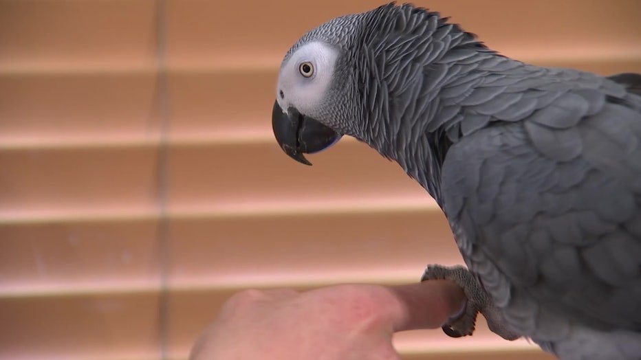 Apollo the bird with talon holding his owner's finger.