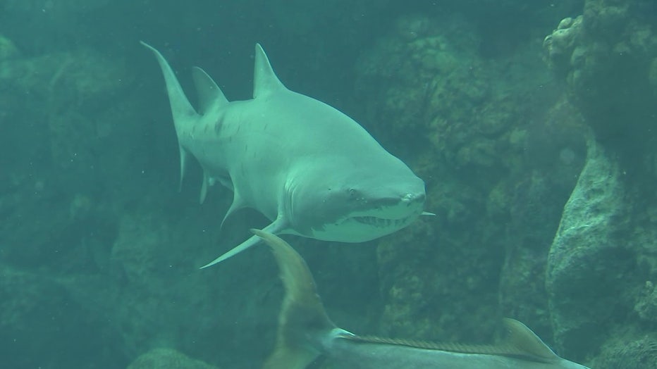 Shark at Florida Aquarium