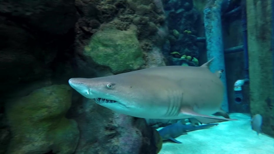 Shark at Florida Aquarium