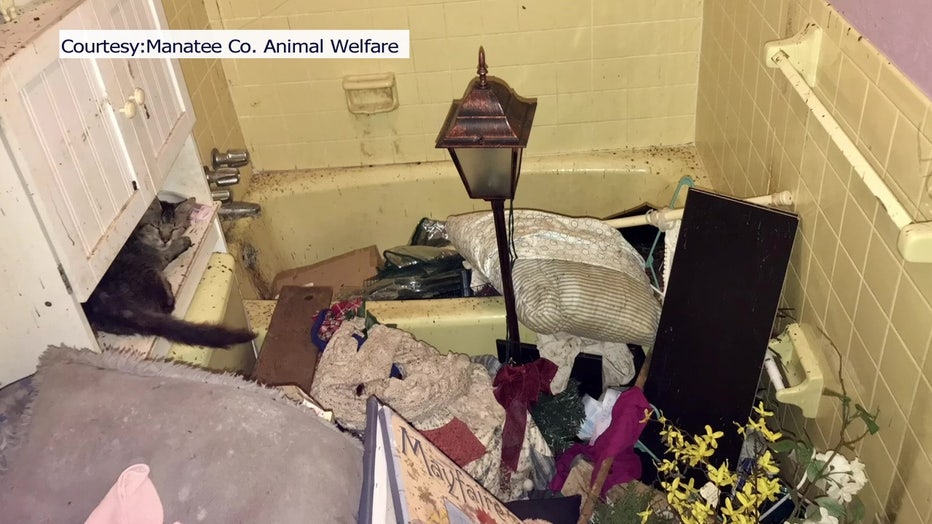 Cats inside hoarder house in Bradenton