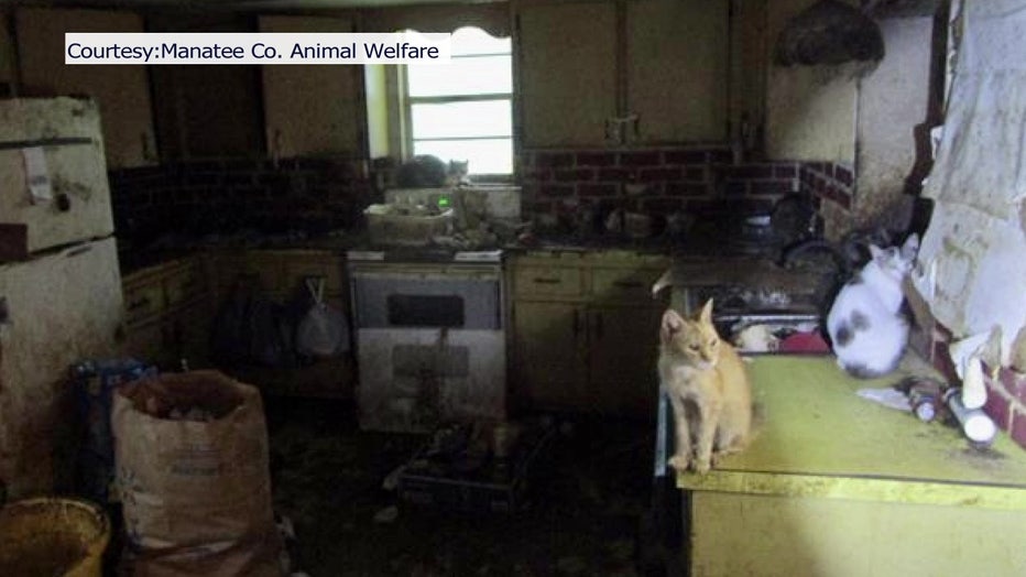 Cat sits on counter top inside hoarder house