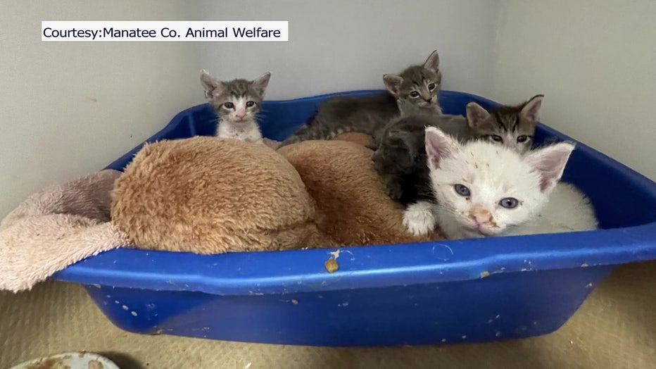 Kittens rescued from Bradenton hoarder house rest in plastic tub.