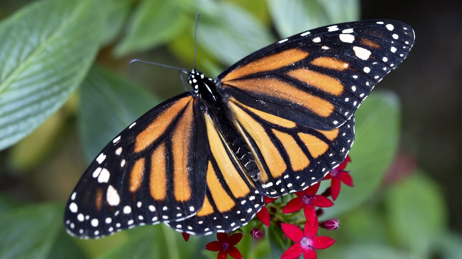 Monarch butterfly