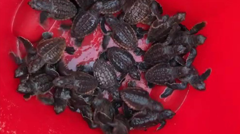 Photo: Law enforcement helped collect the lost baby sea turtles that had gone the wrong way.