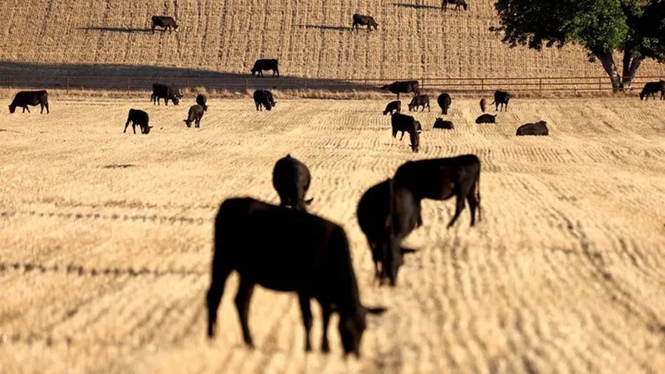 cattle-2.jpg