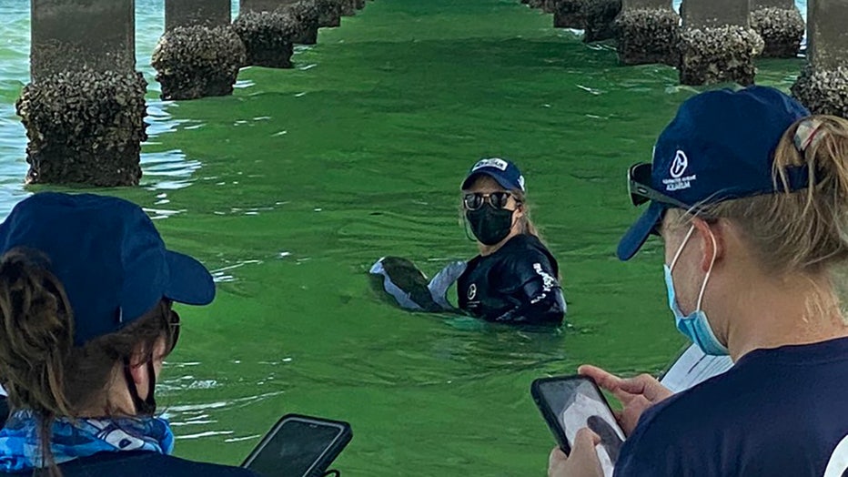 Photo: Baby dolphin stranded in Clearwater Beach