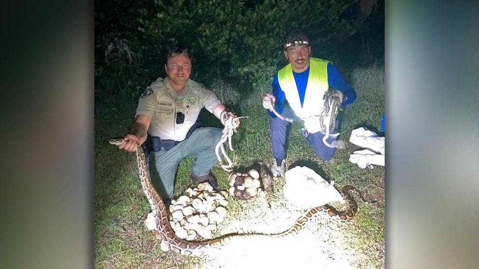 Photo: Officer Rubenstein and trapper Alex McDuffie with python, eggs, hatchlings found in Florida