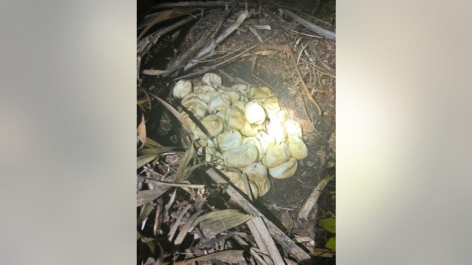FWC photo of eggs found in Burmese python nest