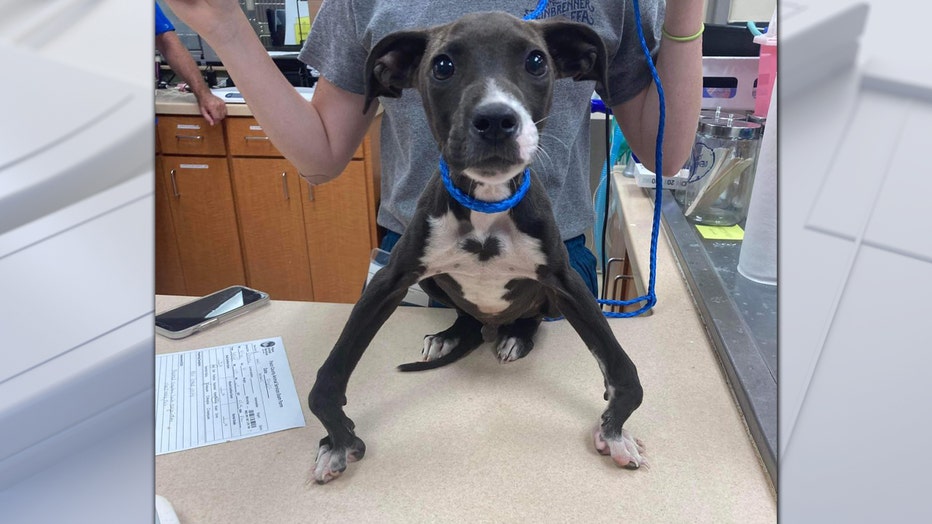 A malnourished pup named Jensen was found on a Pasco County roadway and is now in the care of Suncoast Animal League