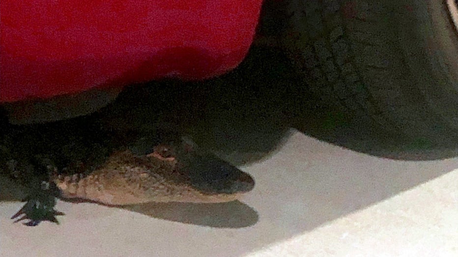 Photo: Small alligator seen under a car in the Pinellas County Sheriff's Office administration building garage in Largo, Florida.