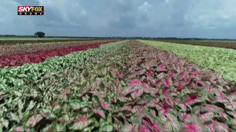 Photo: Caladium fields 