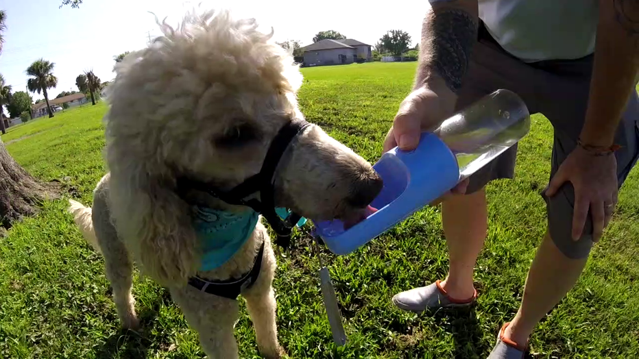 Photo: Dog drinking water