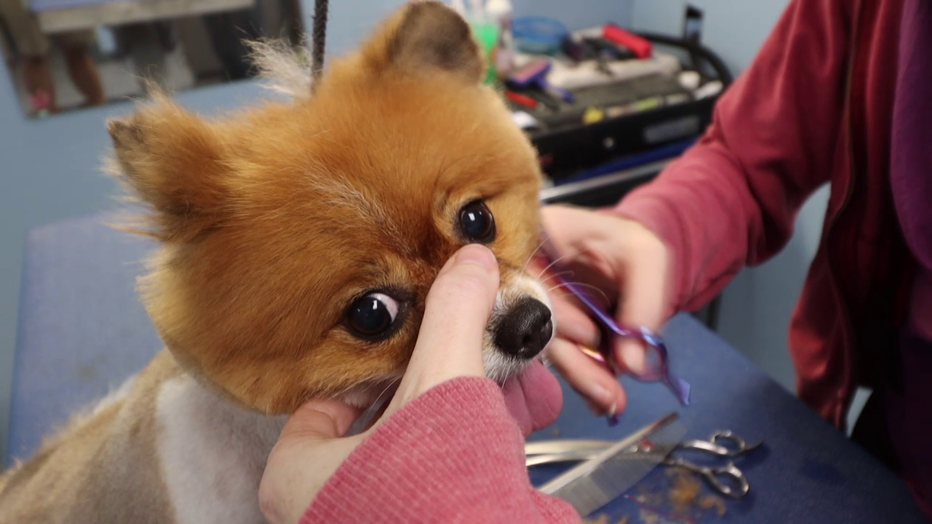 Photo: Dog getting groomed