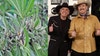 Recreational marijuana may be on Florida's 2024 ballot thanks to The Bellamy Brothers, Trulieve