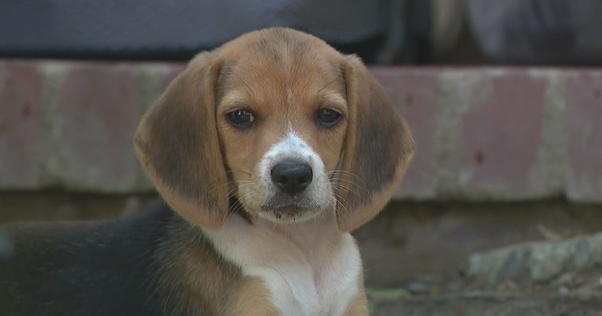 Prince Harry, Meghan Markle adopt mom of abused beagles | FOX 13 Tampa Bay