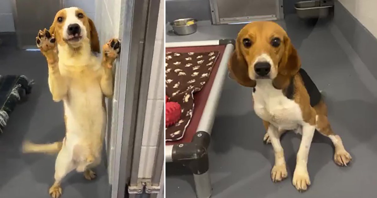 Beagles removed from Virginia breeding facility available for adoption ...