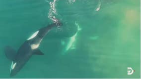 Killer whales hunt 9-foot great white shark in drone video