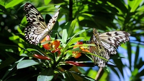 Florida butterfly garden is 6,400 square feet of natural beauty