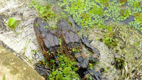 PHOTO: Alligators appear to 'hug' at Florida preserve