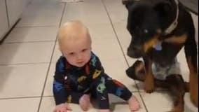 Video: Paralyzed Florida dog shows baby how to crawl in viral TikTok