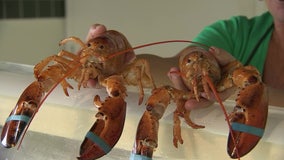Two rare orange lobsters delivered to Hudson seafood market find new home at Clearwater Marine Aquarium