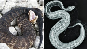 ZooMiami X-ray shows invasive python — and its tracking transmitter — inside cottonmouth snake