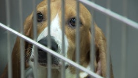 Bay Area shelters welcome beagles removed from Virginia breeding facility
