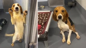 Beagles removed from Virginia breeding facility available for adoption at Humane Society of Sarasota County